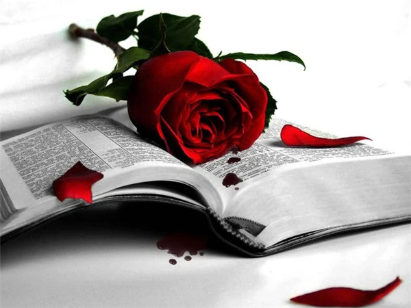 Aperçu du résultat final Scarlet Rose on Old Book.