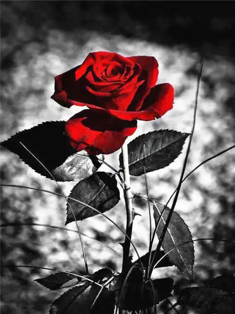 Aperçu du résultat final Leuchtende rote Rose auf grauem Hintergrund.