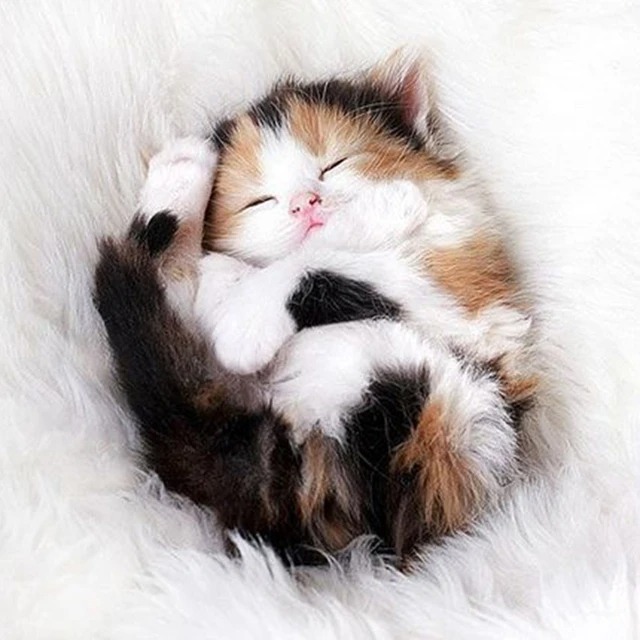 Aperçu du résultat final Chaton Tricolore Endormi sur Couverture Douce.