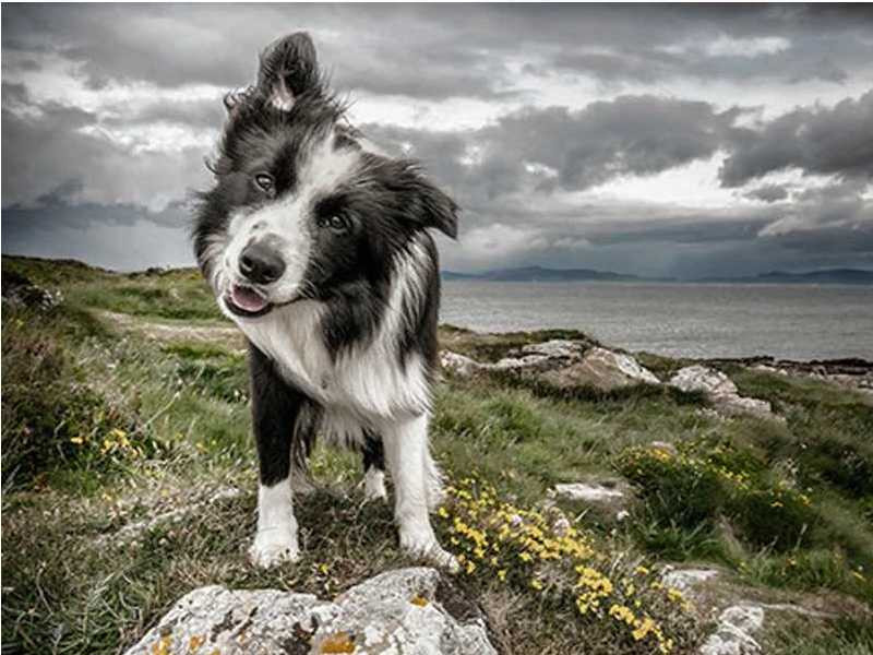 Anteprima del risultato finale del dipinto a diamante Border Collie, Spirito Libero.